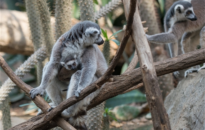 Julie Larsen Maher_5703_Ring-tailed Lemur and Baby_MAD_BZ_04 05 16_hr